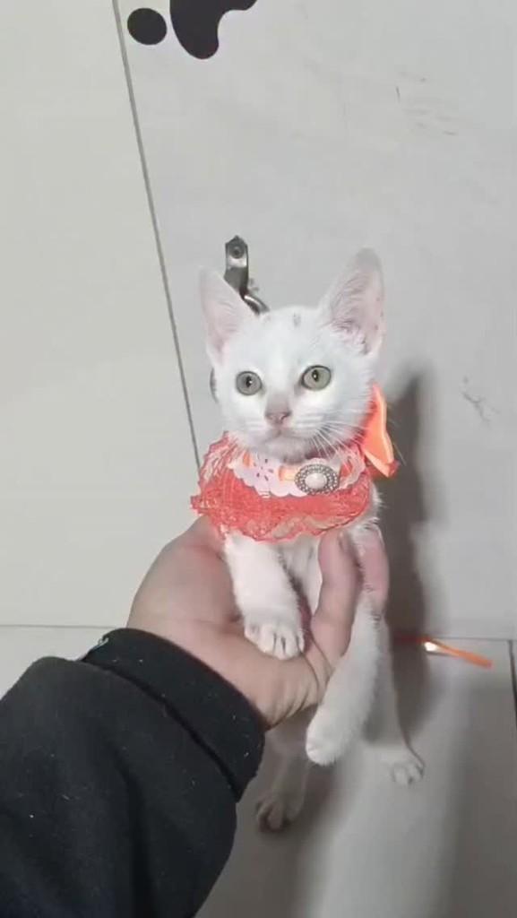 Lua, gata de porte pequeno para adoção em Porto Alegre - RS