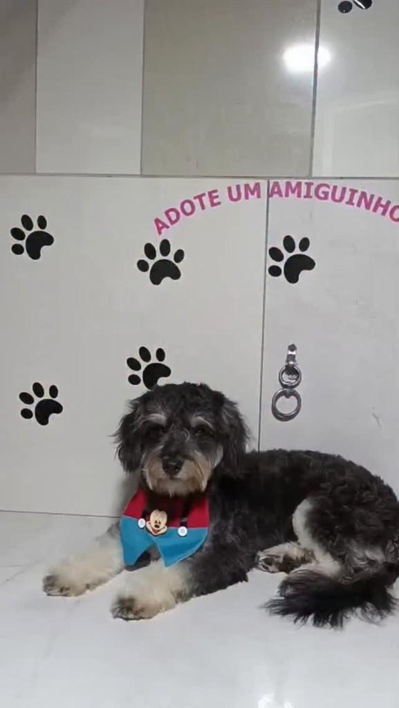 Pretinho, cachorro de porte pequeno para adoção em Porto Alegre - RS