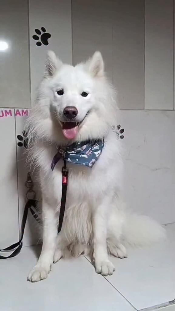 Lucky, cachorro de porte médio para adoção em Porto Alegre - RS