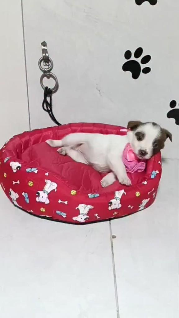 Selena, cadela de porte médio para adoção em Porto Alegre - RS
