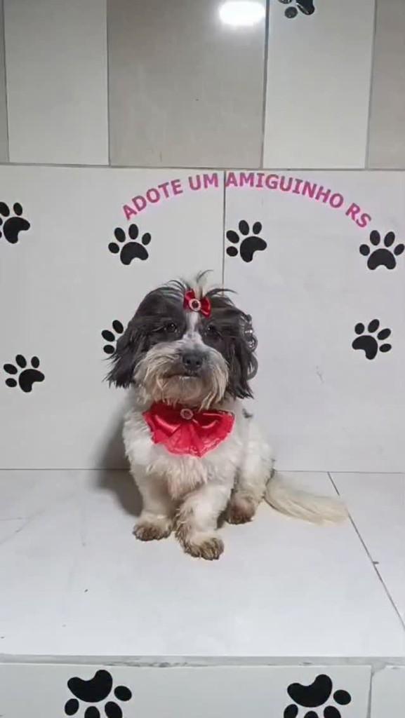 Dalila, cadela de porte pequeno para adoção em Porto Alegre - RS
