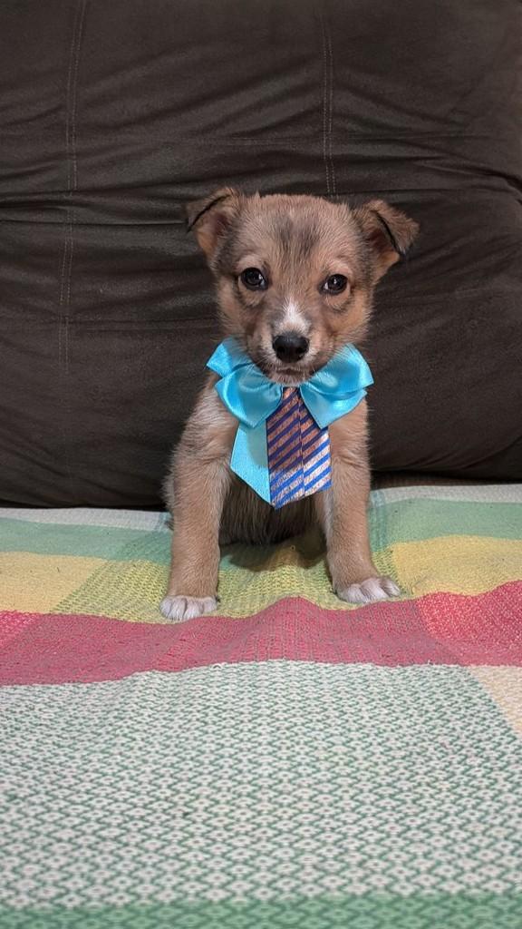 Blue, cachorro de porte médio para adoção em Porto Alegre - RS