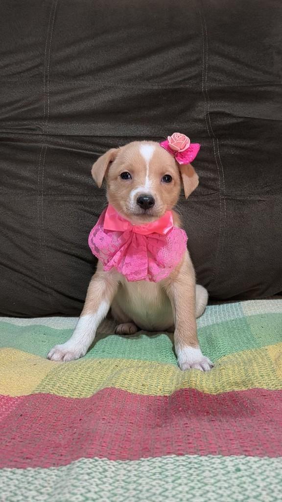 Puppy, cadela de porte pequeno para adoção em Porto Alegre - RS