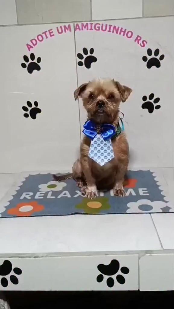 Dudu, cachorro de porte pequeno para adoção em Porto Alegre - RS
