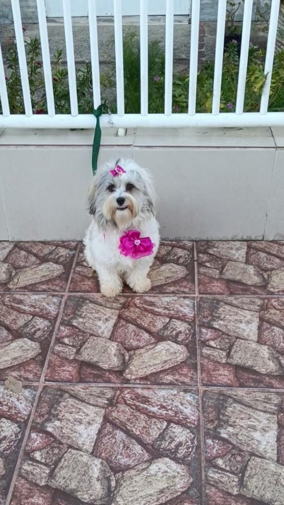 Madonna, cadela de porte pequeno para adoção em Porto Alegre - RS