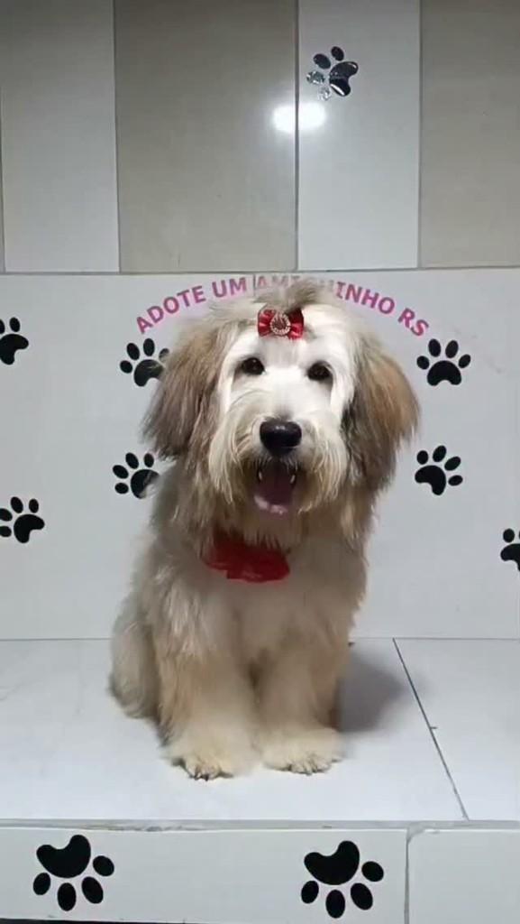 Meg, cachorro de porte médio para adoção em Porto Alegre - RS