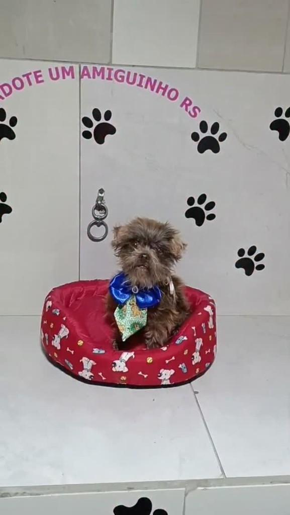 Chiquinho, cachorro de porte médio para adoção em Porto Alegre - RS
