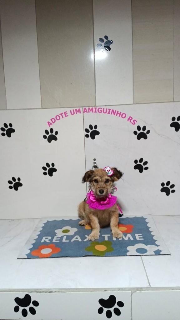 Suzi, cadela de porte pequeno para adoção em Porto Alegre - RS
