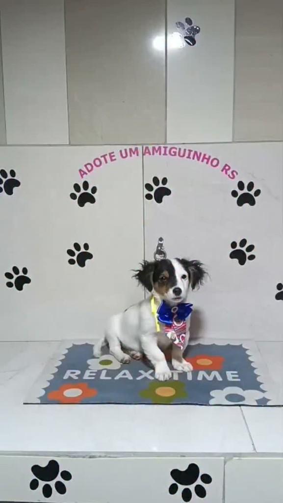 Zeus, cachorro de porte pequeno para adoção em Porto Alegre - RS