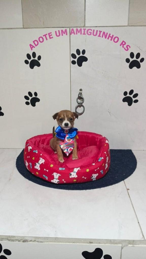 Pooh, cachorro de porte pequeno para adoção em Porto Alegre - RS