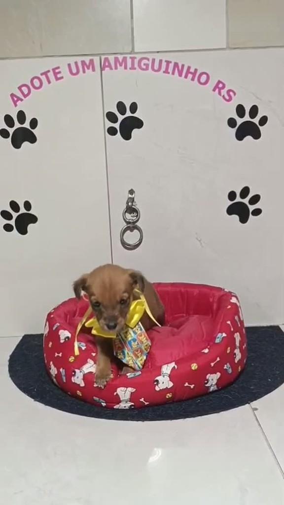 Dug, cachorro de porte pequeno para adoção em Porto Alegre - RS