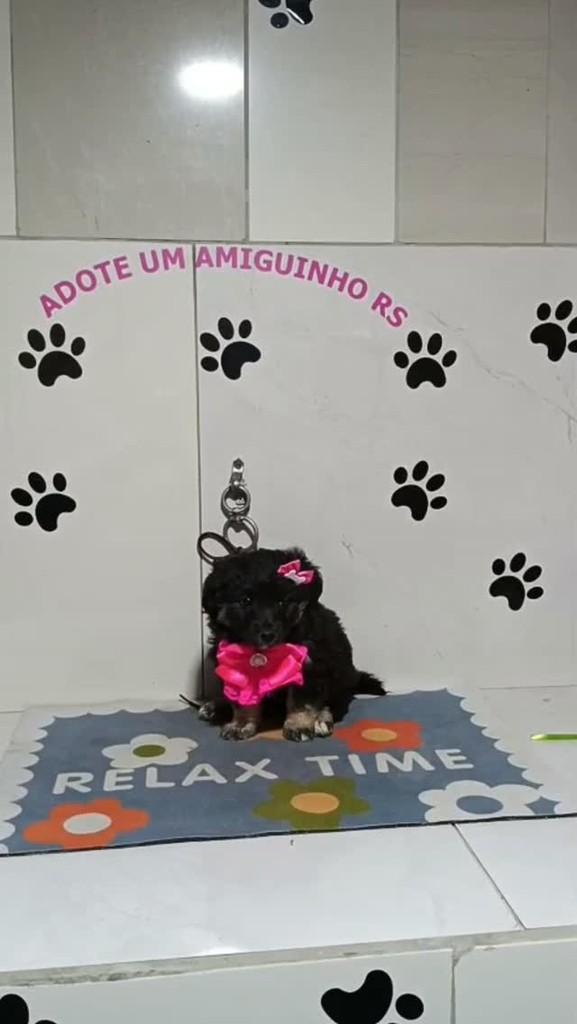 Salém, cadela de porte pequeno para adoção em Porto Alegre - RS