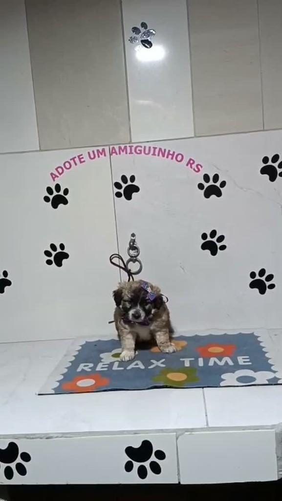 Bebel, cadela de porte médio para adoção em Porto Alegre - RS