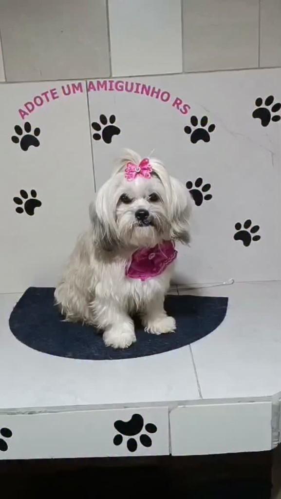 Tita, cadela de porte pequeno para adoção em Porto Alegre - RS
