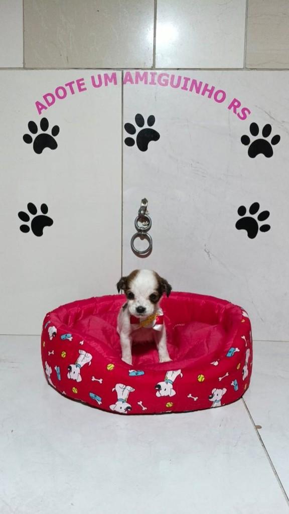 Guga, cachorro de porte pequeno para adoção em Porto Alegre - RS