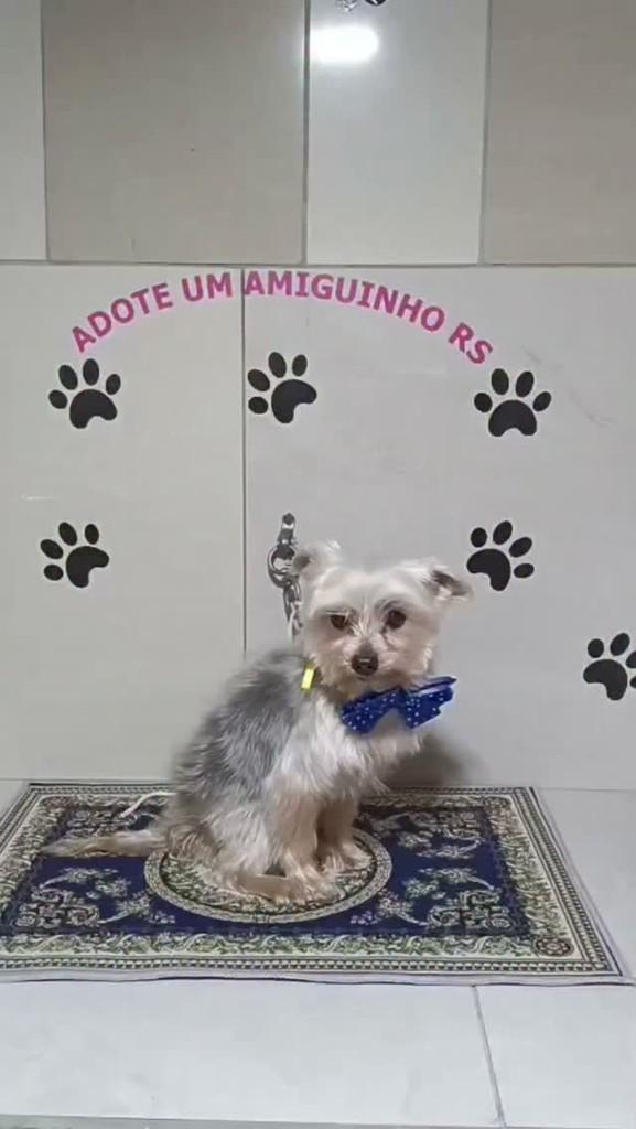 Caio, cachorro de porte pequeno para adoção em Porto Alegre - RS