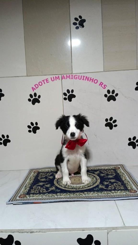 Nil, cachorro de porte médio para adoção em Porto Alegre - RS