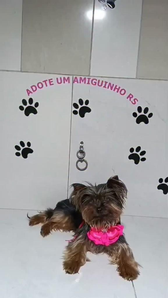 Alice, cachorro de porte pequeno para adoção em Porto Alegre - RS