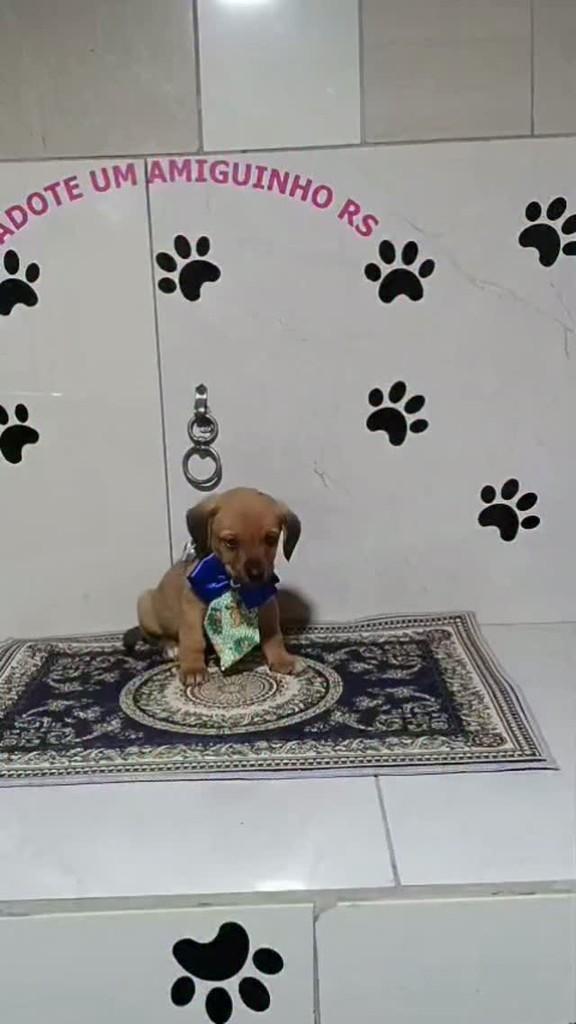 Thor, cachorro de porte pequeno para adoção em Porto Alegre - RS