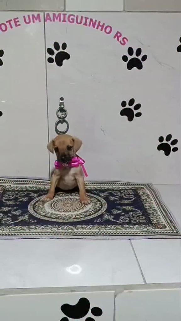 Tiana, cadela de porte pequeno para adoção em Porto Alegre - RS