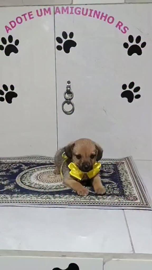 Ted, cachorro de porte pequeno para adoção em Porto Alegre - RS