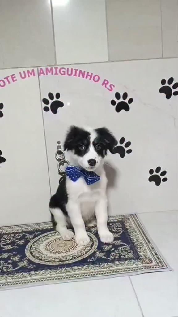 Zeca, cachorro de porte médio para adoção em Porto Alegre - RS