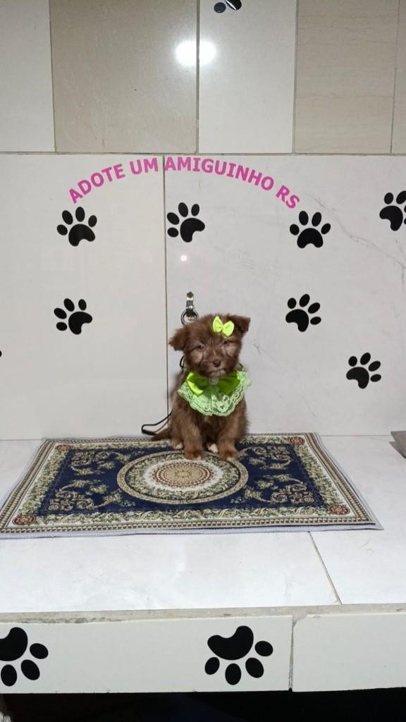 Jesse, cadela de porte médio para adoção em Porto Alegre - RS