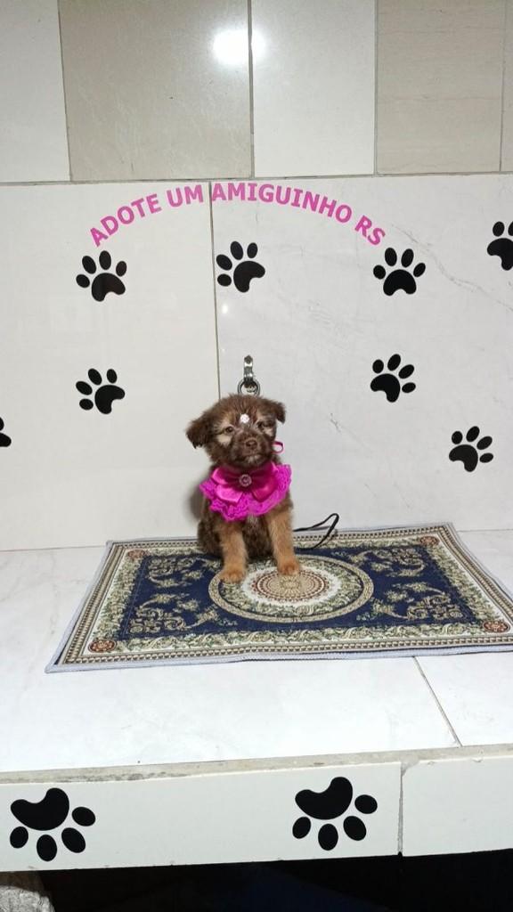 Rayka, cadela de porte pequeno para adoção em Porto Alegre - RS