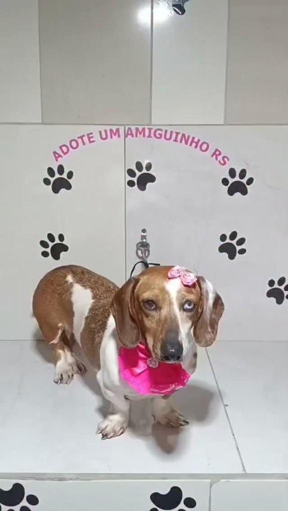Minnie, cadela de porte pequeno para adoção em Porto Alegre - RS