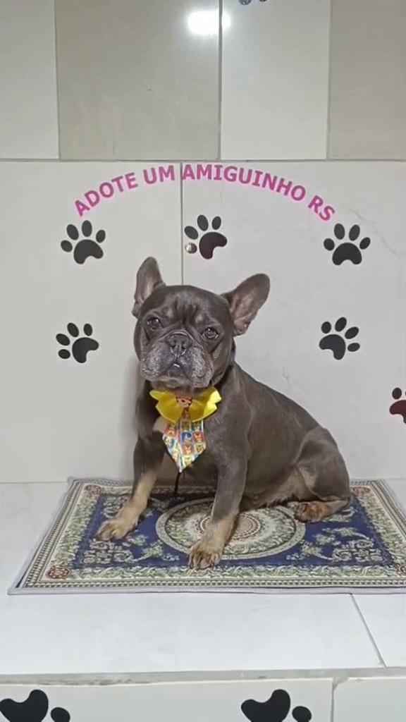 Guto, cachorro de porte pequeno para adoção em Porto Alegre - RS