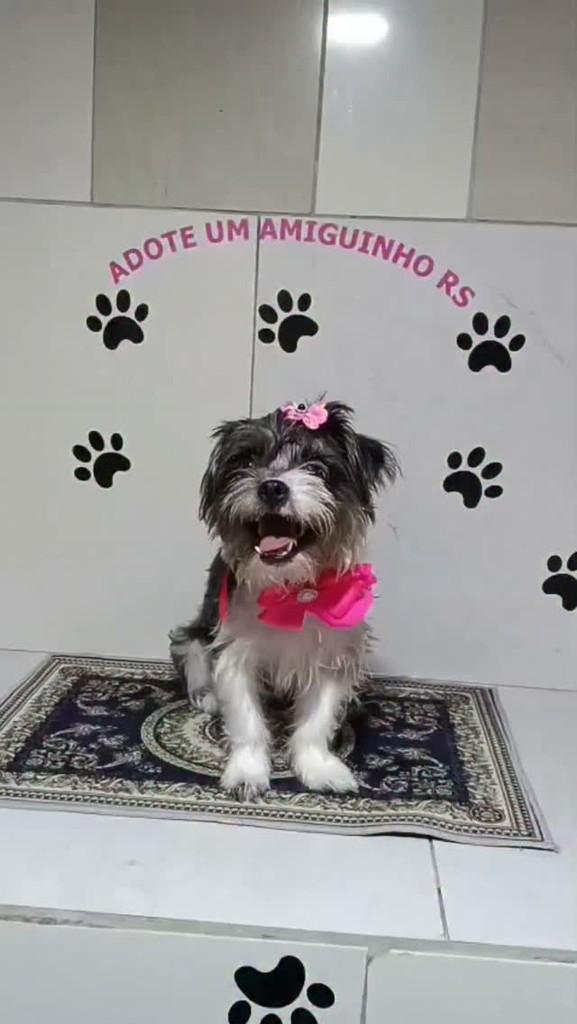 Jasmim, cadela de porte pequeno para adoção em Porto Alegre - RS