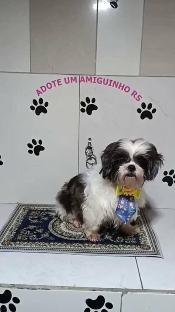 Luca, cachorro de porte pequeno para adoção em Porto Alegre - RS