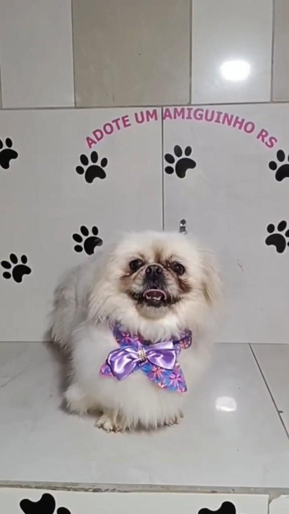 Eli, cadela de porte pequeno para adoção em Porto Alegre - RS