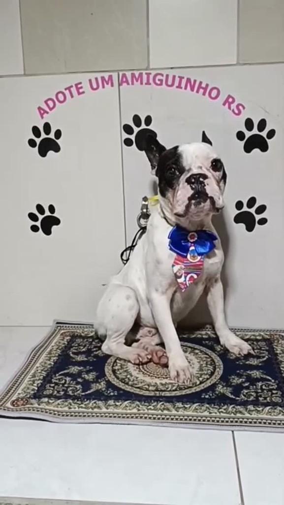 Juan, cachorro de porte pequeno para adoção em Porto Alegre - RS