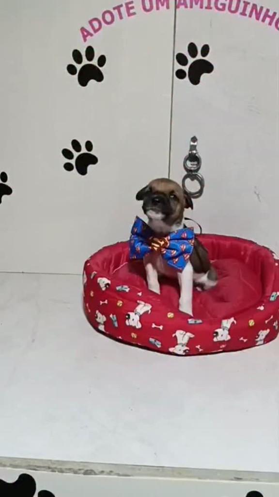 Pudim, cachorro de porte pequeno para adoção em Porto Alegre - RS