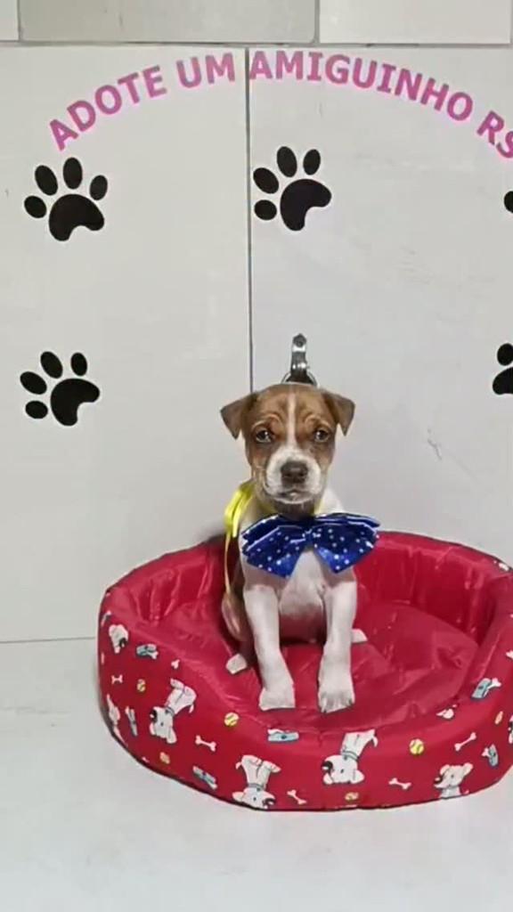 Paçoca, cachorro de porte pequeno para adoção em Porto Alegre - RS