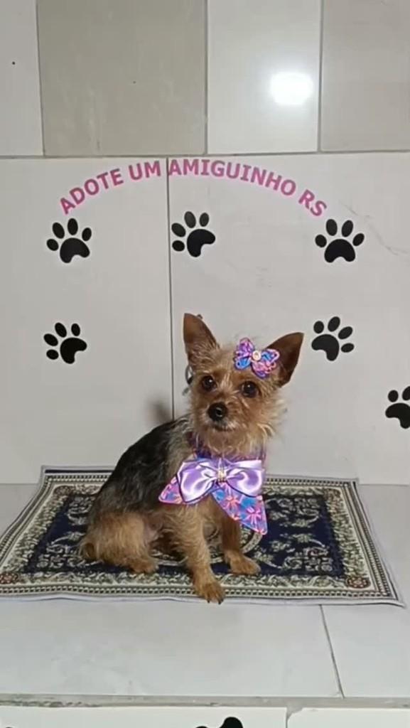 Pituka, cadela de porte pequeno para adoção em Porto Alegre - RS