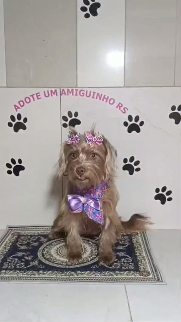 Brenda, cadela de porte pequeno para adoção em Porto Alegre - RS