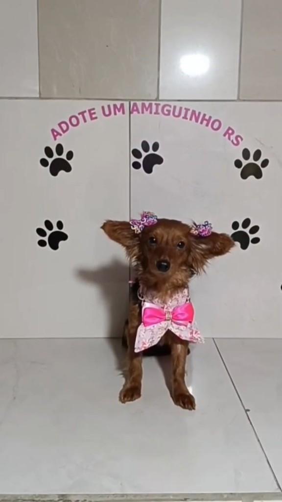 Belal, cadela de porte pequeno para adoção em Porto Alegre - RS
