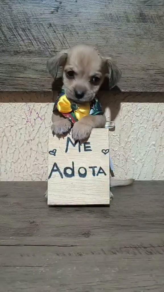 Marley, cachorro de porte pequeno para adoção em Porto Alegre - RS