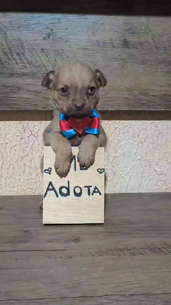 Bob, cachorro de porte pequeno para adoção em Porto Alegre - RS