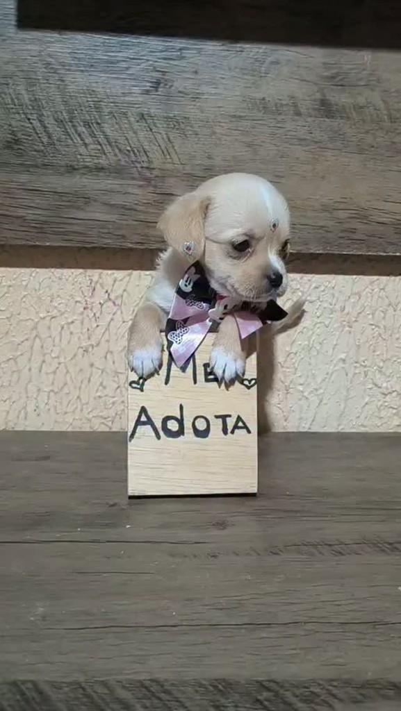 Lolita, cadela de porte pequeno para adoção em Porto Alegre - RS