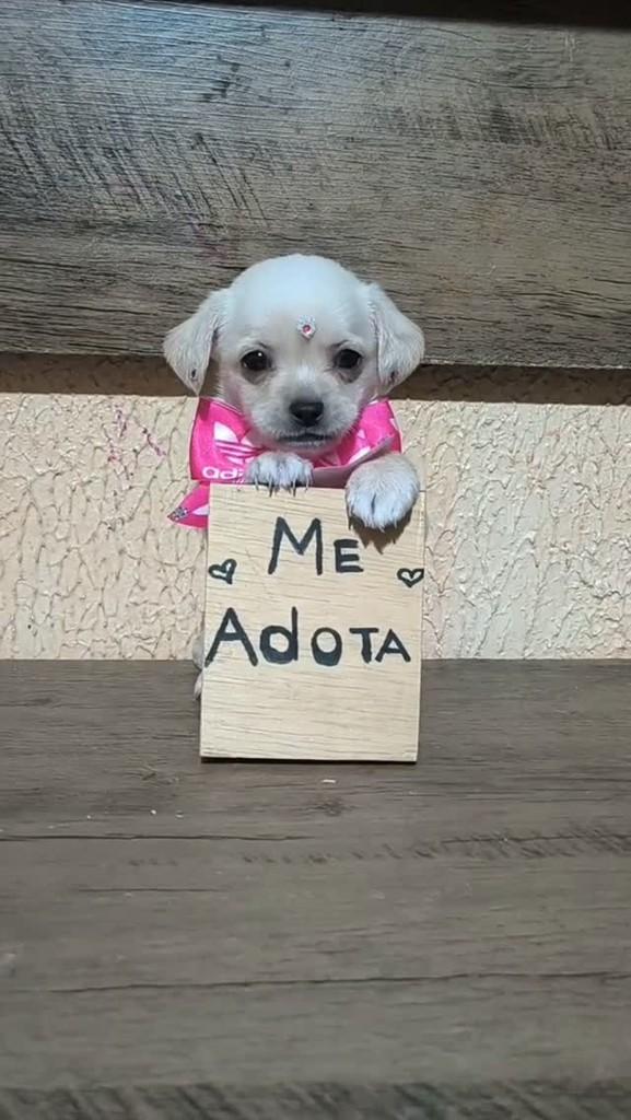 Maria, cadela de porte pequeno para adoção em Porto Alegre - RS