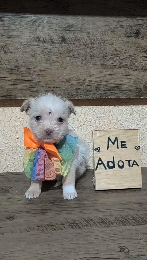 Ivy, cadela de porte pequeno para adoção em Porto Alegre - RS