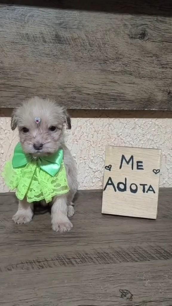 Zoe, cadela de porte pequeno para adoção em Porto Alegre - RS