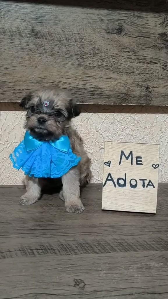 Kim, cadela de porte pequeno para adoção em Porto Alegre - RS