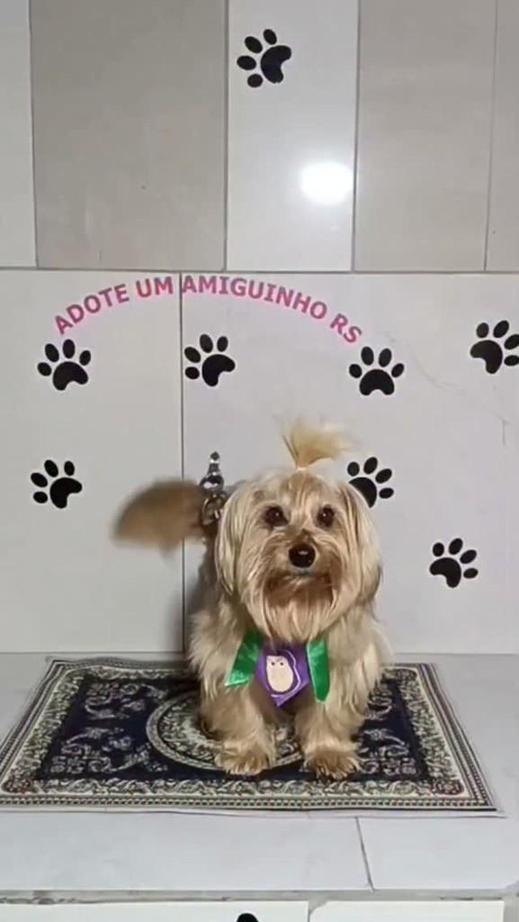 Roger, cachorro de porte pequeno para adoção em Porto Alegre - RS