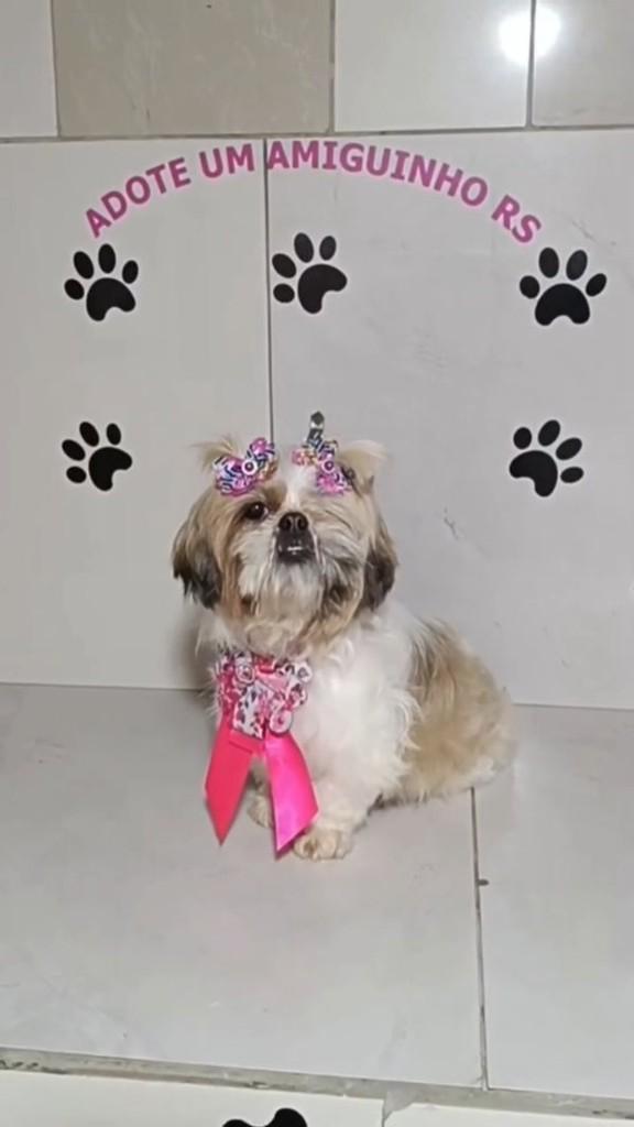 Iris, cadela de porte pequeno para adoção em Porto Alegre - RS