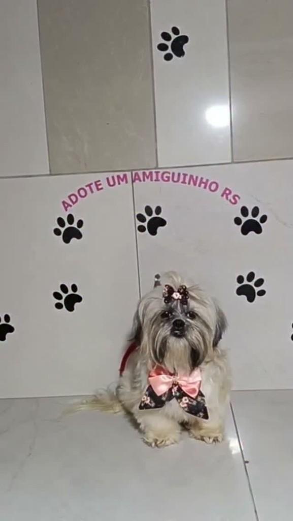 Diana, cadela de porte pequeno para adoção em Porto Alegre - RS