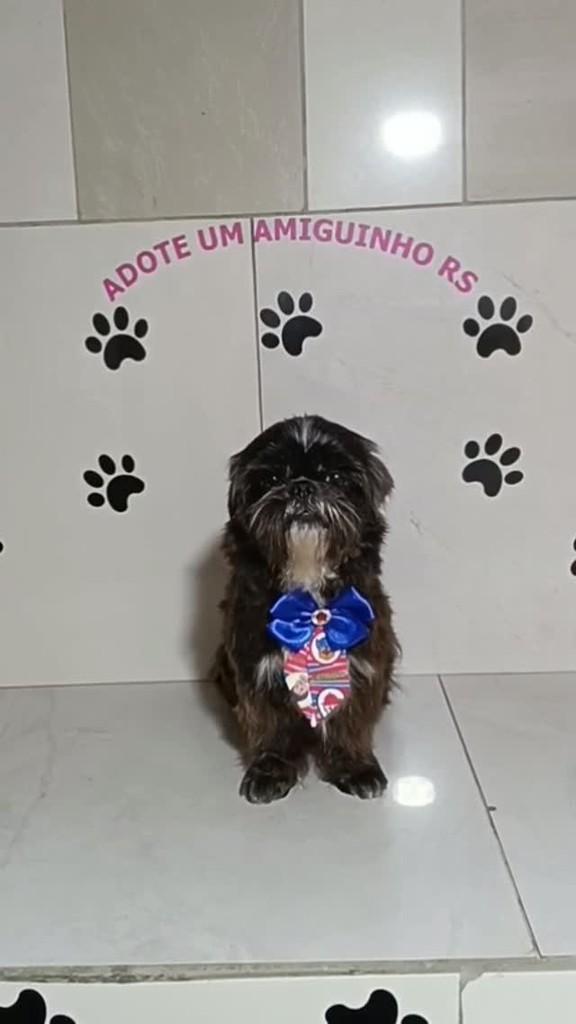 Xodó, cachorro de porte pequeno para adoção em Porto Alegre - RS